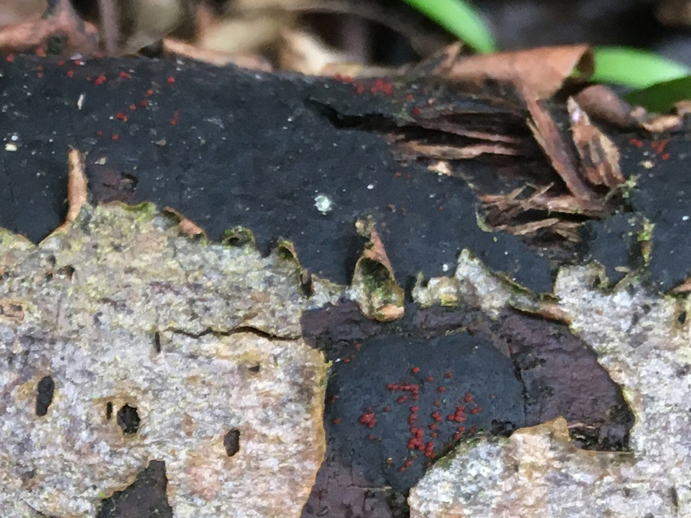 Photo by Joanna Dodsworth Diatrype stigma by Joanna Dodsworth